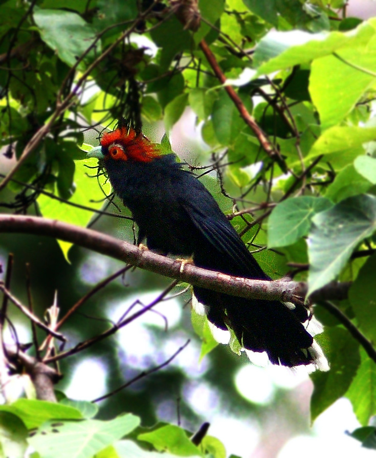image Red-crested Malkoha